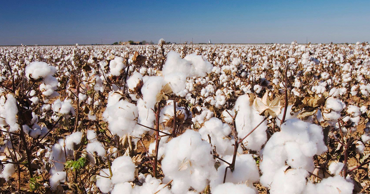 米綿団体がサステイナブル宣言 遺伝子組み換えとテクノロジーの精密農業で Wwdjapan