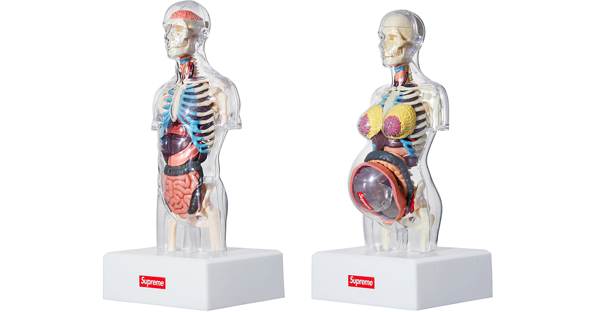 シュプリーム」が透明人体解剖模型を発売 男性・女性の両モデルを用意 ...