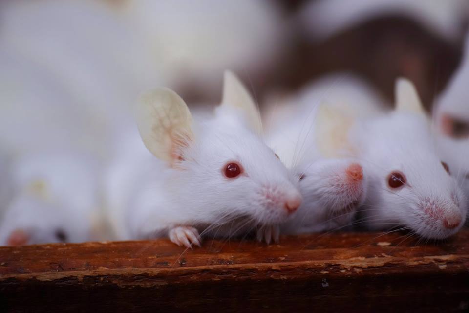 カリフォルニア州が動物実験を行った化粧品の輸入 販売を禁止 2020年1月から Wwdjapan Com
