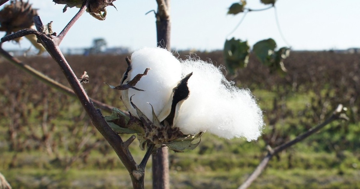 「新疆綿」の大き過ぎる存在感　不使用ならアパレル生産は大混乱か