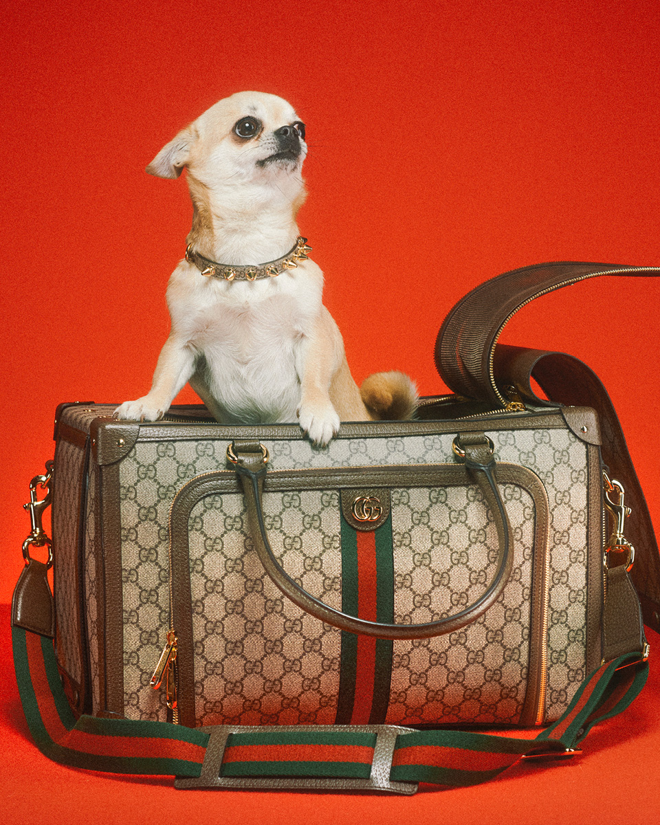 GUCCI 犬の首輪 - その他