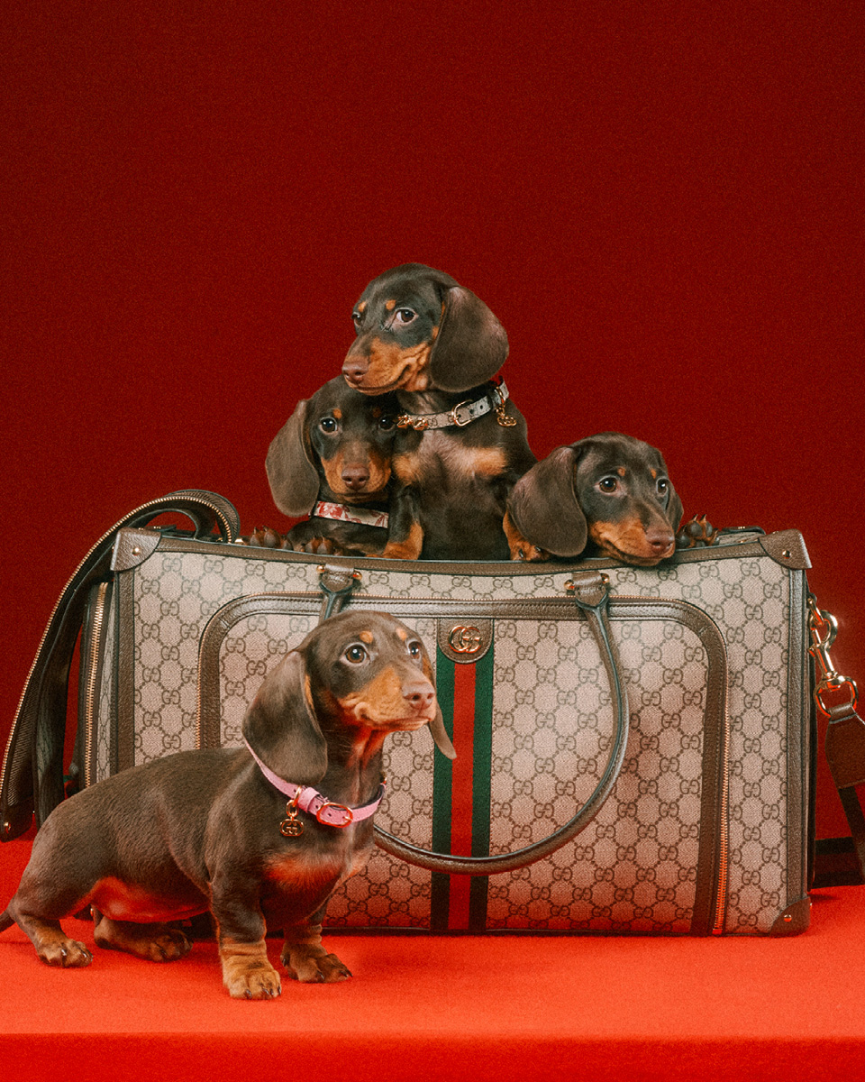 数々の賞を受賞 GUCCI DOG グッチドッグ 犬用おもちゃ その他 - www 