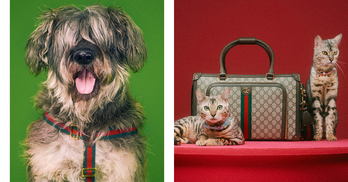 GUCCI/グッチ/ ハイブランド小型犬首輪 最終価格‼️ - 犬用品