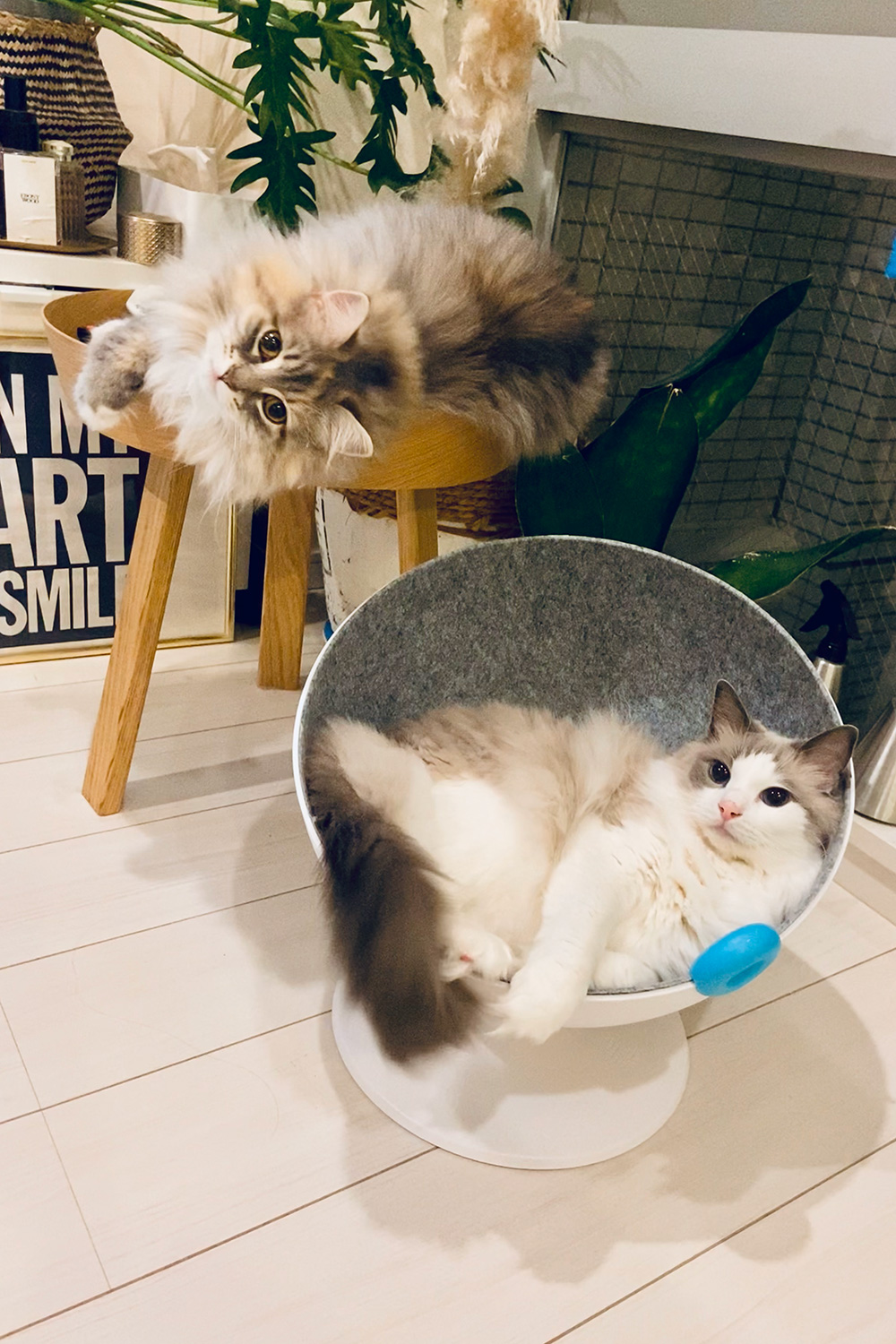 2月22日は「猫の日」 業界の愛猫家大集合！猫への愛を語る - WWDJAPAN