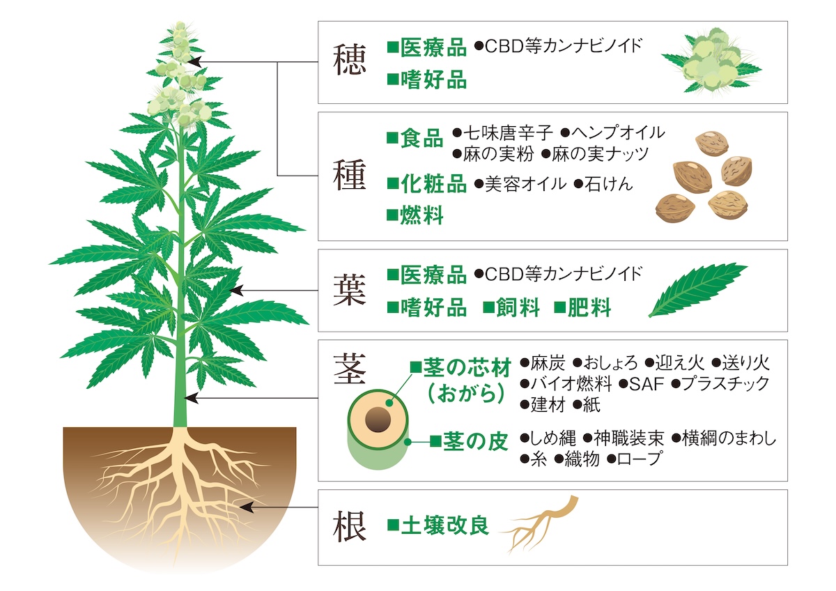大麻 栽培 方法