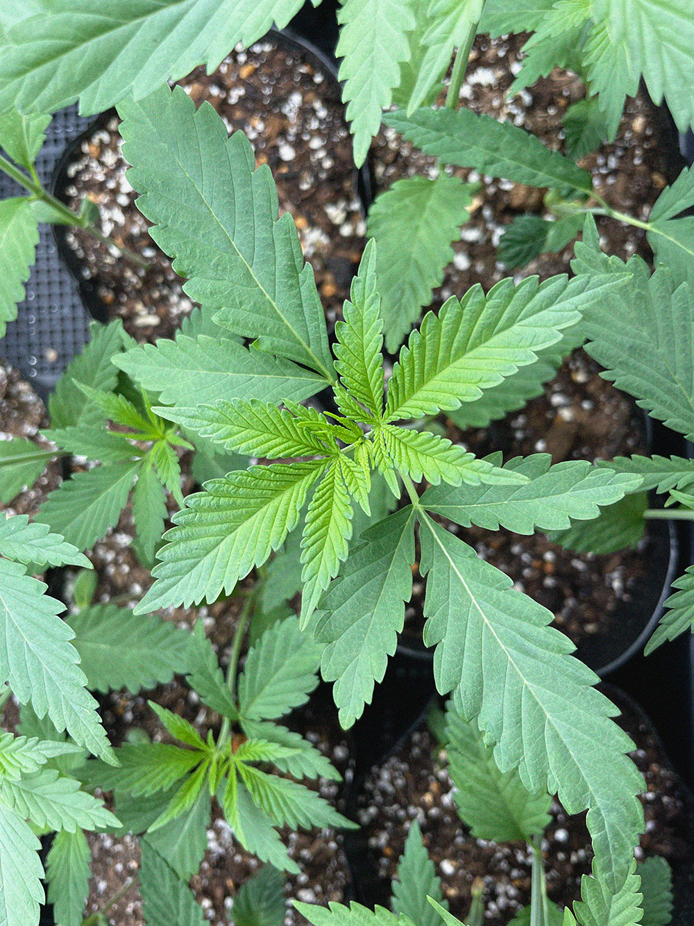 大麻の扱い、法改正で何が変わった?
